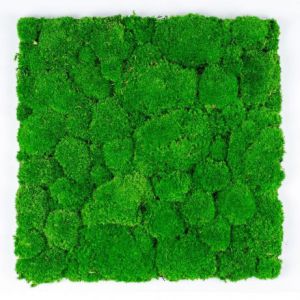 Green Acoustics- GA02 PRO 50x50 cm- panel akustyczny z mchu