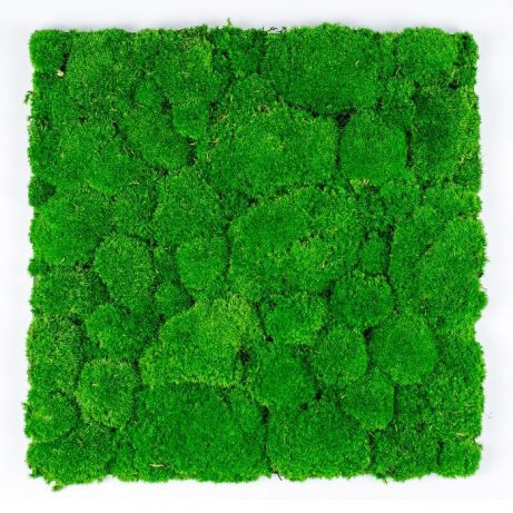 Green Acoustics- GA02 PRO 50x50 cm- panel akustyczny z mchu