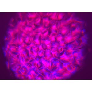 Contest VH2O-90 - reflektor LED SPOT